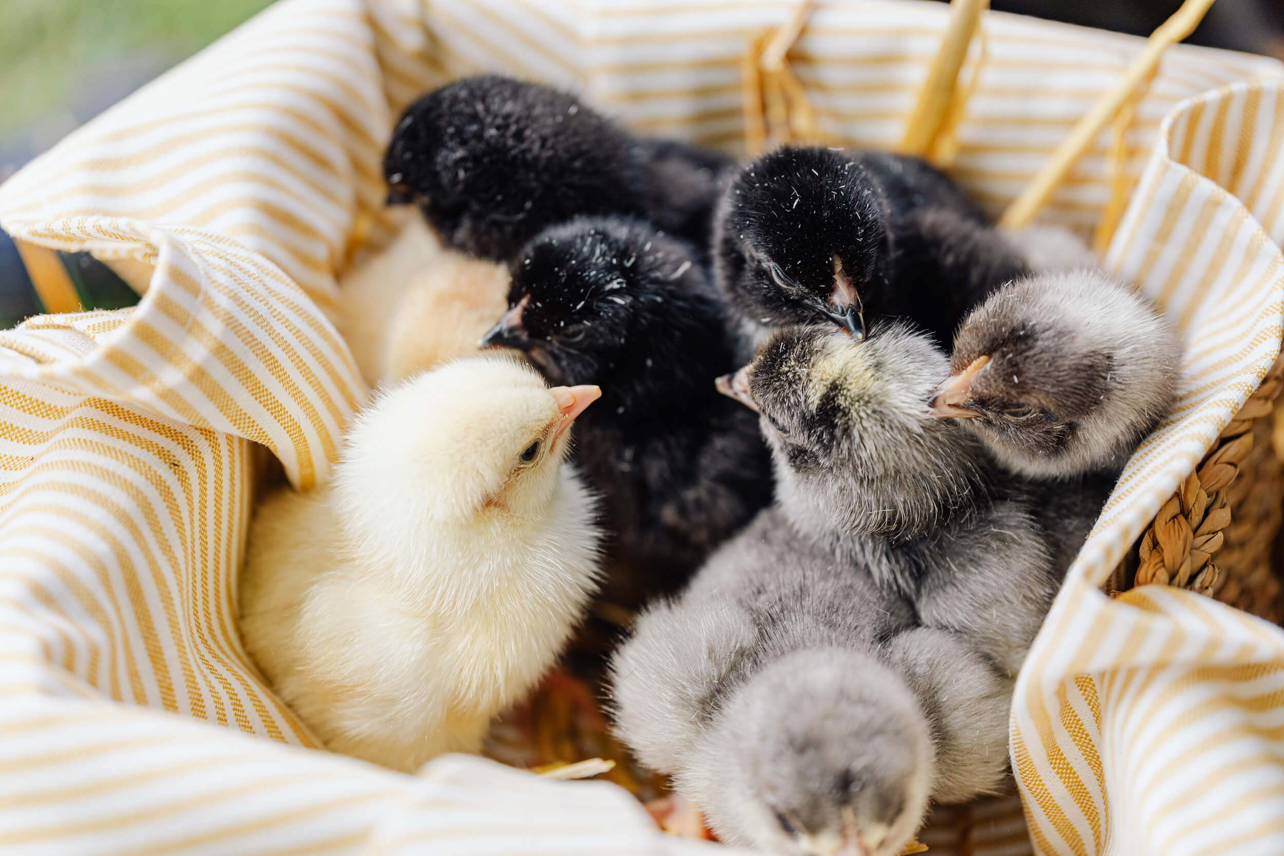 Fertile Chicken Hatching Eggs