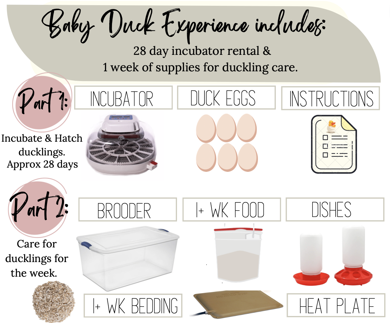 Hatch-A-Duck Experience — original kit image