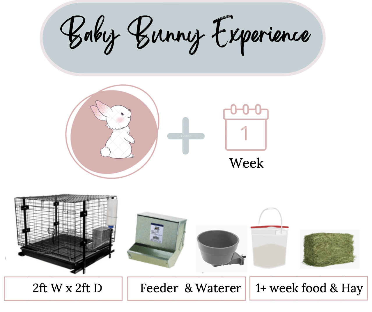 Bunny Hosting Experience — original kit image