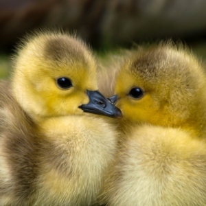 Fertile Duck Hatching Eggs