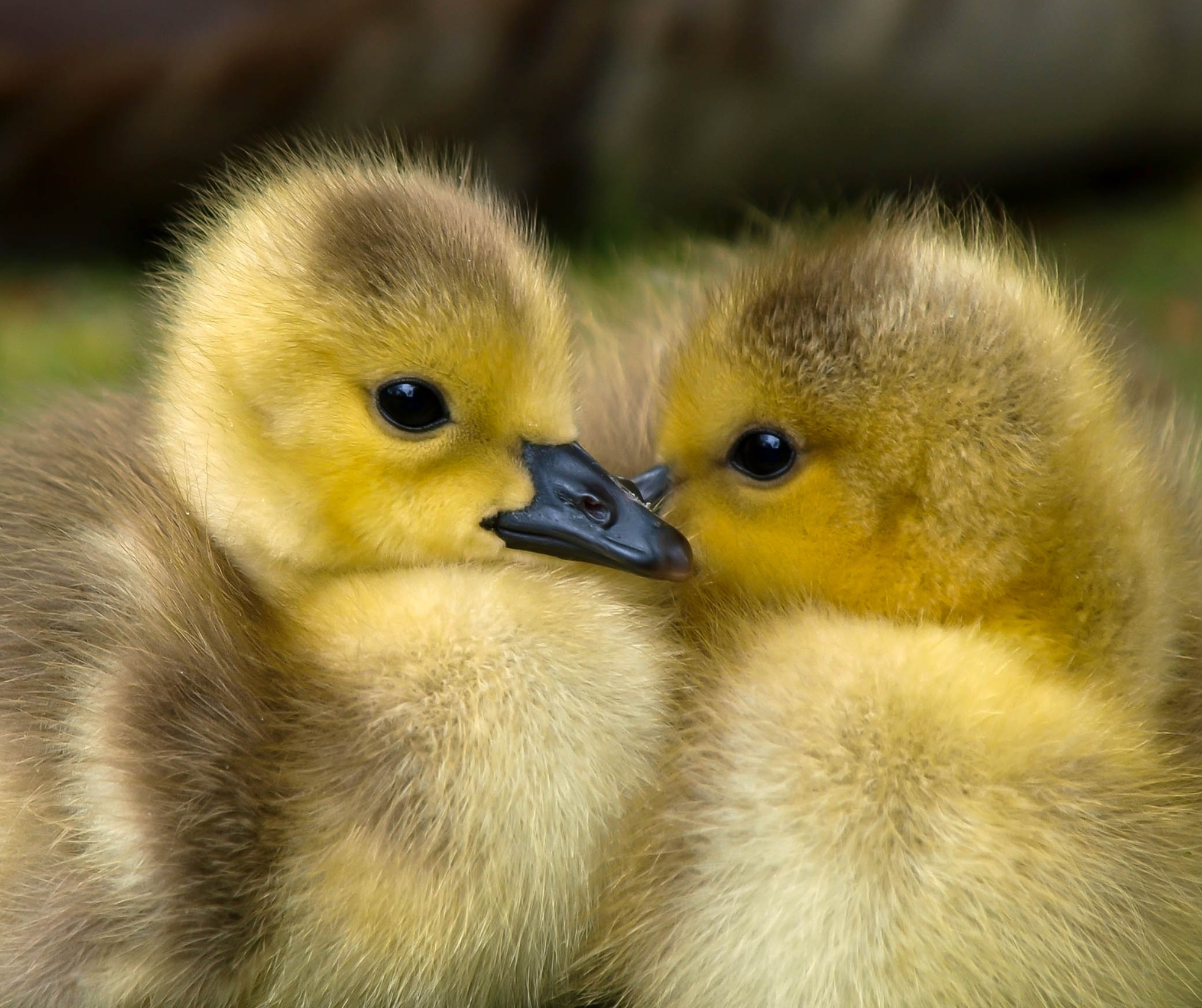 Fertile Duck Hatching Eggs