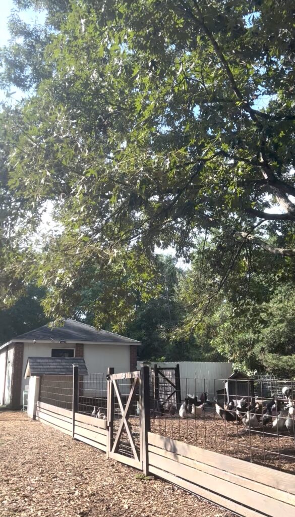 The shaded animal pasture at Two Little Acres