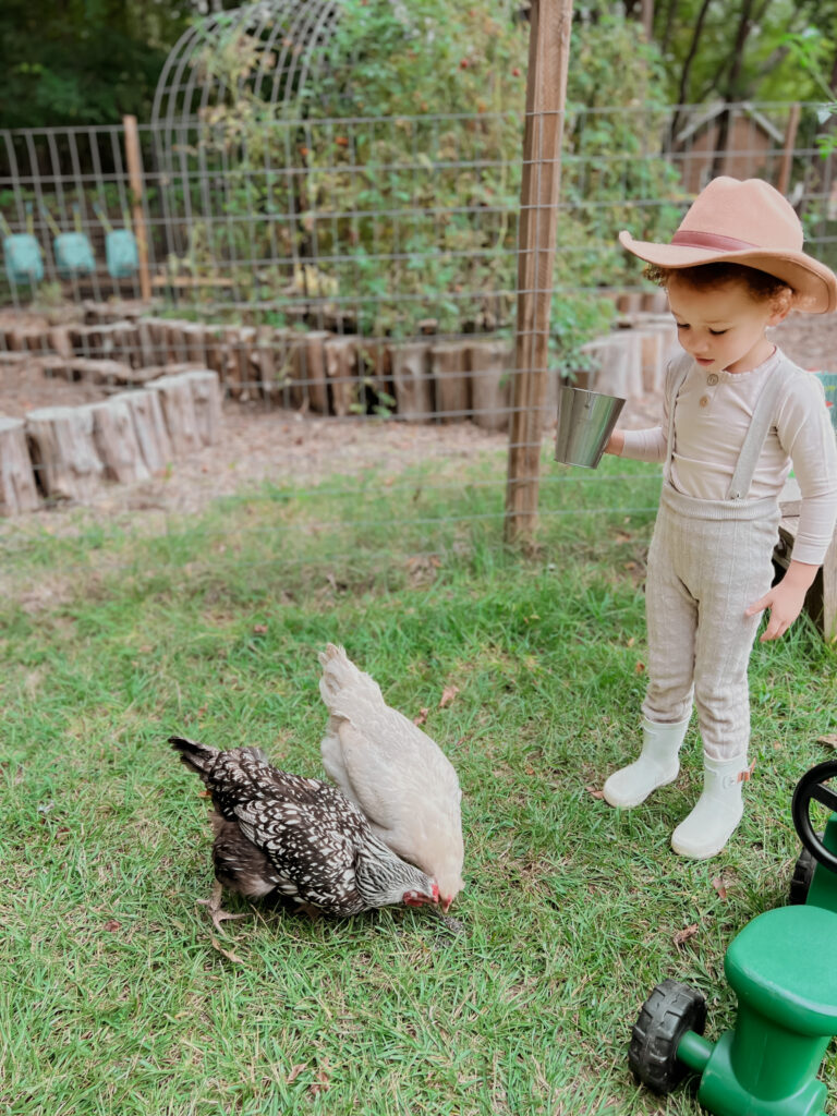 A young child feeding chickens at Two Little Acres