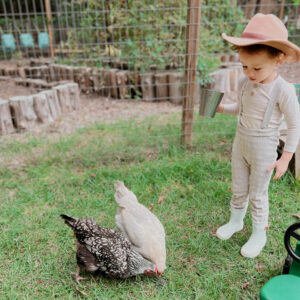 Rent the Chickens Experience