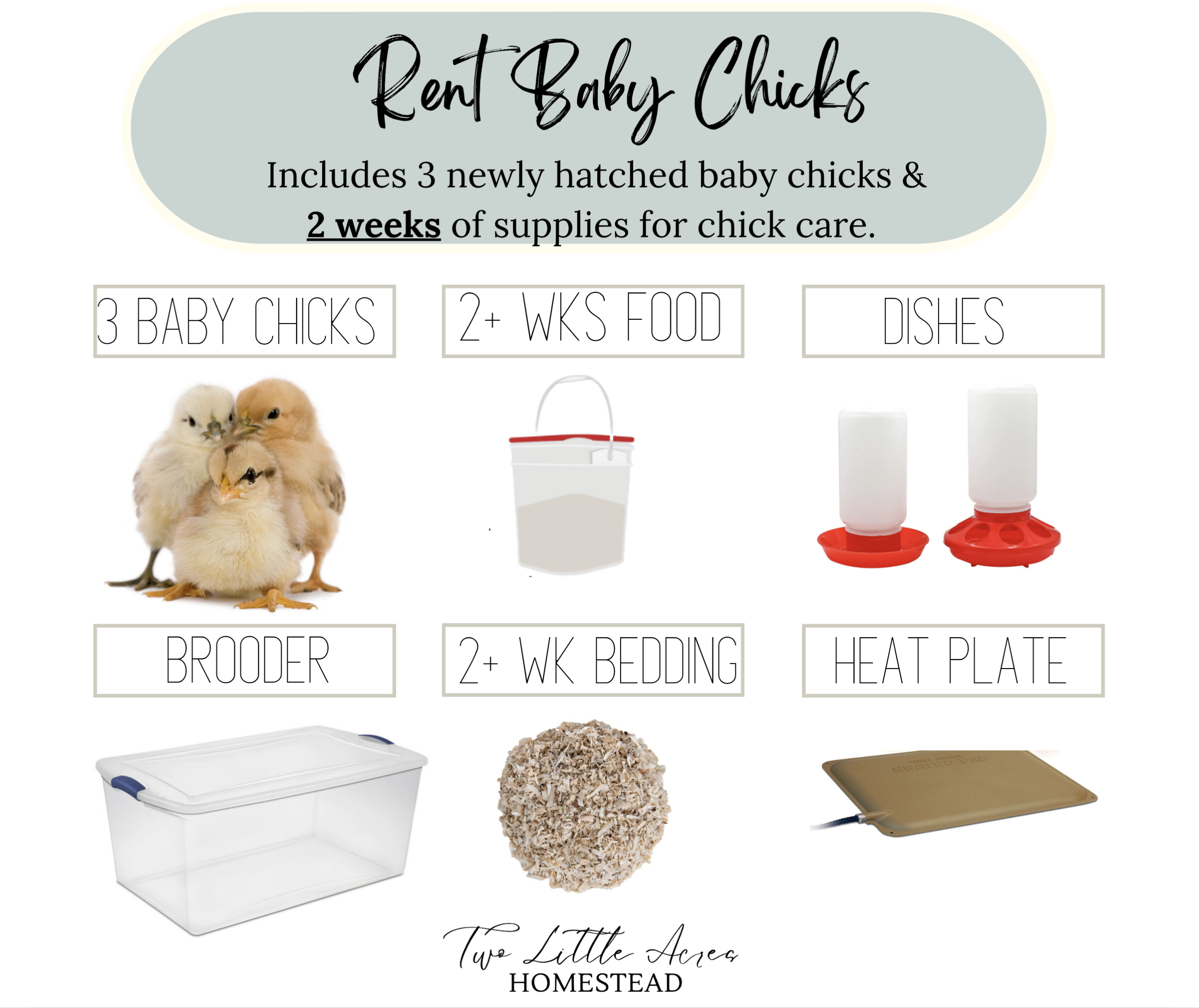 Rent Baby Chicks (No Hatching) in Charlotte, NC | Take-Home Kit — original kit image