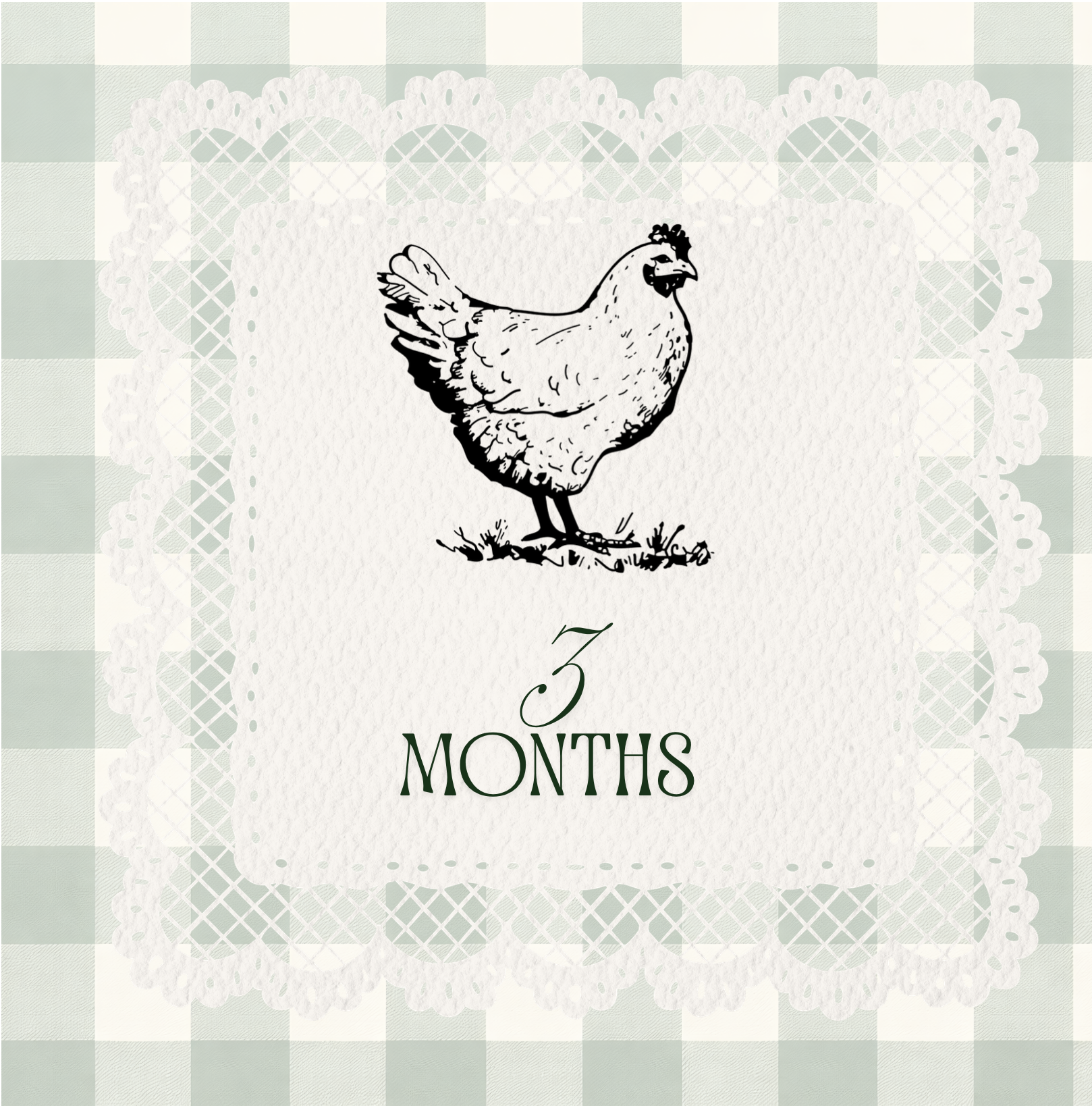 3 month old Premium Easter Egger Pullet