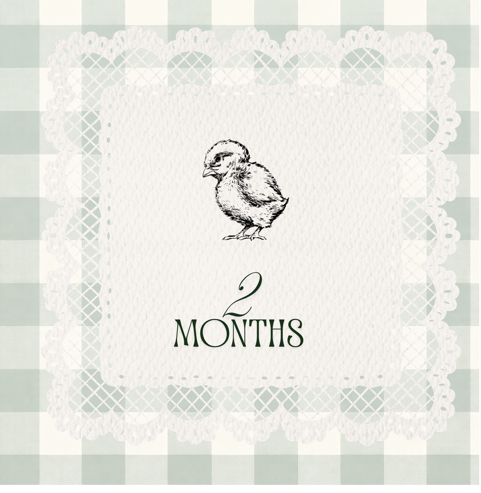 2 month old Premium Easter Egger (Straight Run)