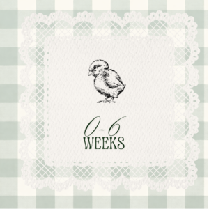 1 Month Old Premium Easter Egger Chicks (Straight Run)