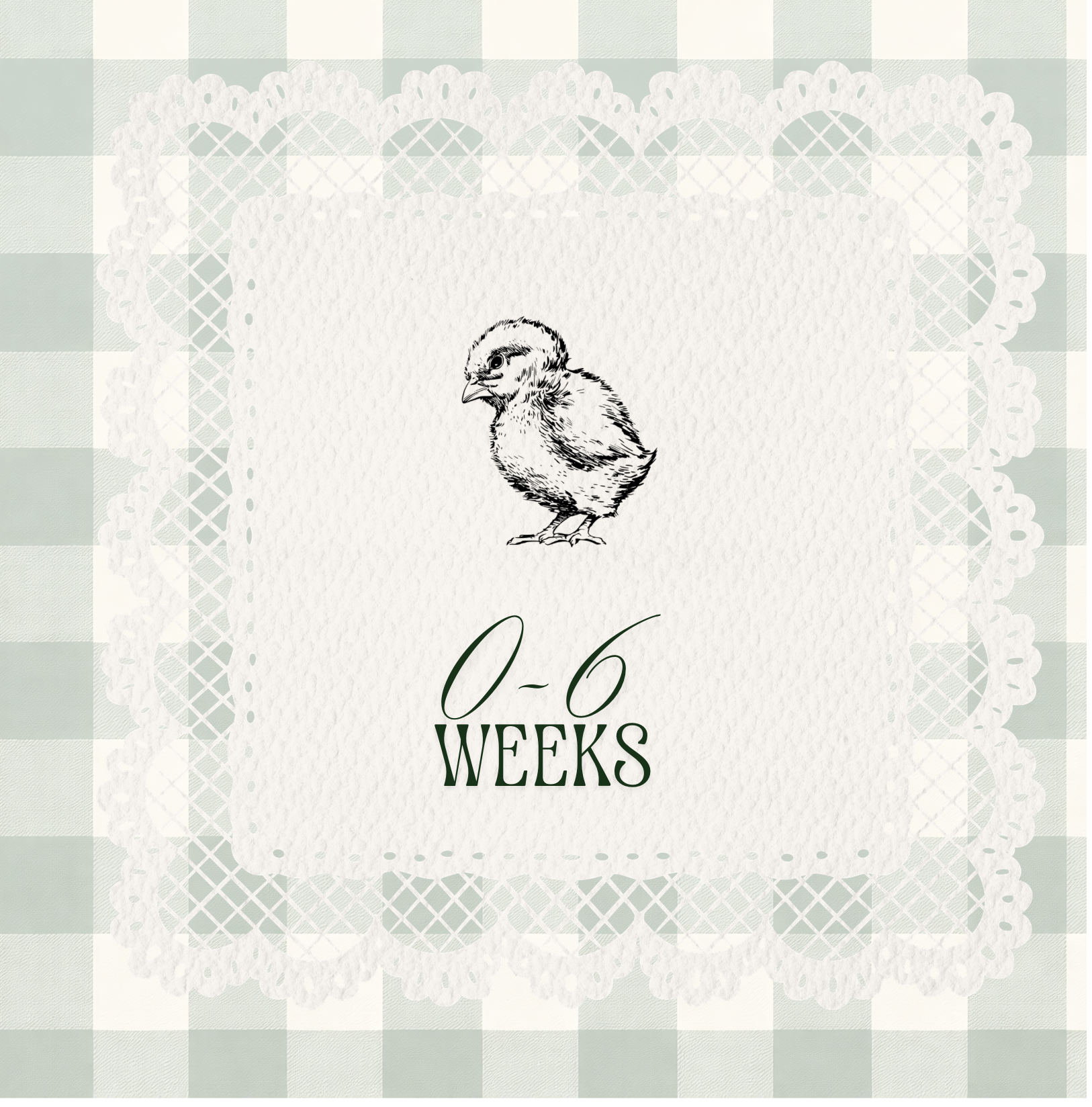 1 Month Old Premium Easter Egger Chicks (Straight Run)