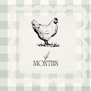 4 month old Premium Easter Egger Pullet