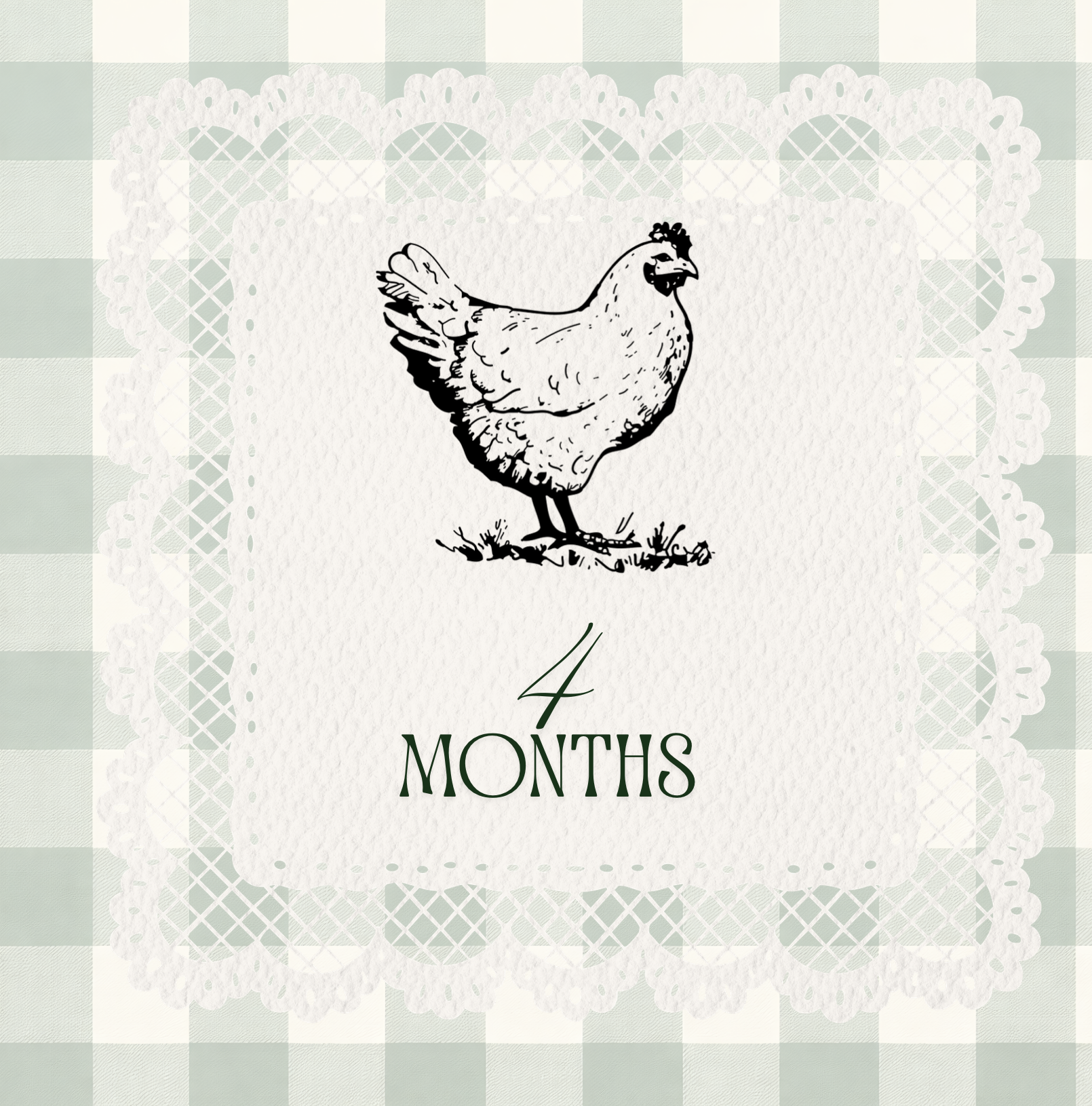 4 month old Premium Easter Egger Pullet