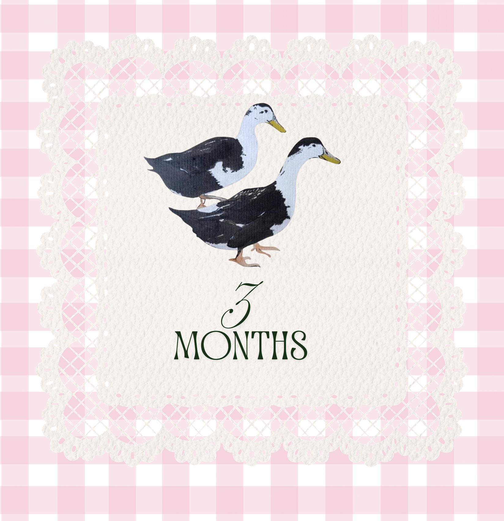 3 Month Old Ducklings | Straight Run