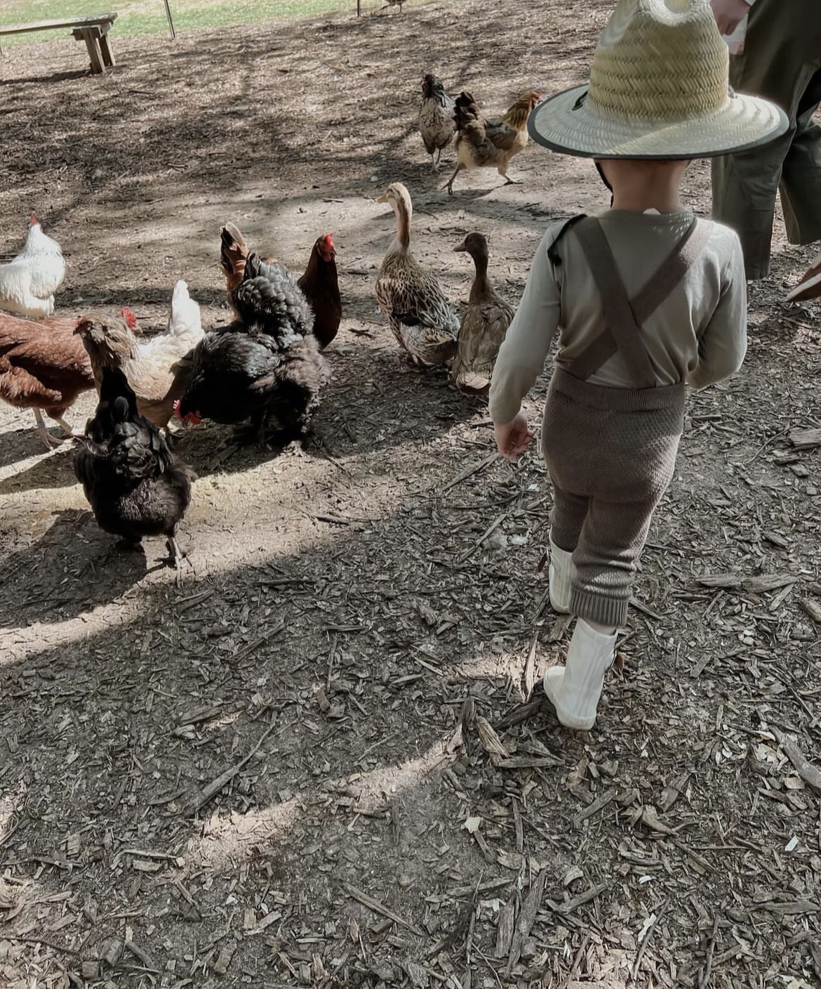A young child meeting chickens and ducks in the pasture