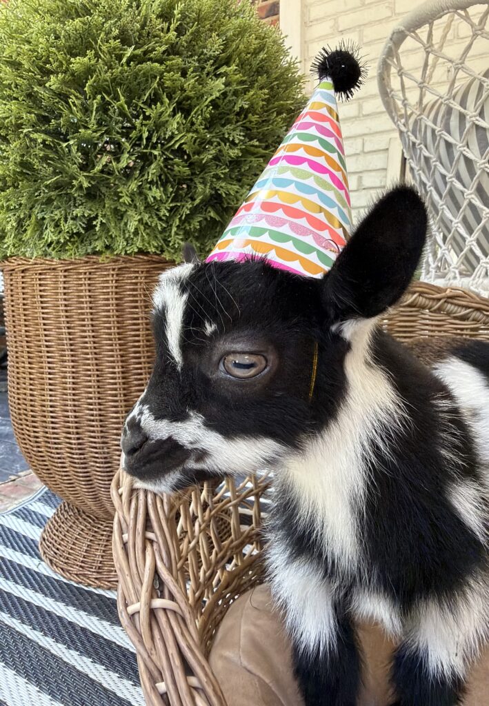A baby goat wearing a colorful birthday party hat
